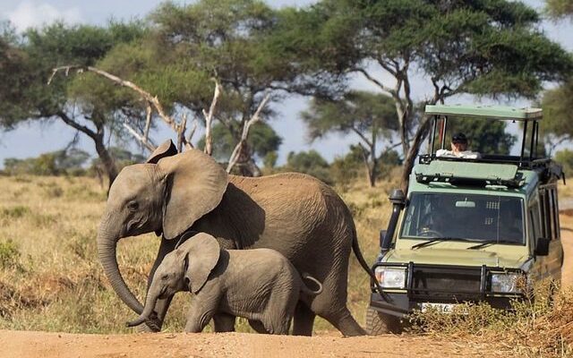 Tarangire National Park Tanzania elephants baobab trees safari